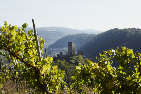 Bewaldete Hügel und Dörfer, im Vordergrund Weinreben, zentral die Ruinen der Niederburg